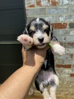 Green Collar-Girl , a female Miniature Schnauzer for sale in Longview, TX – 3 of 9