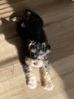 Miko, a male Miniature Schnauzer for sale in Longview, TX – 8 of 10