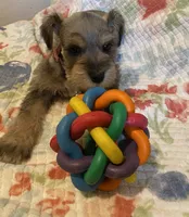 Pink collar-Girl , a female Miniature Schnauzer for sale in Longview, TX – 3 of 10