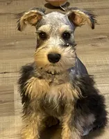 Miko, a male Miniature Schnauzer for sale in Longview, TX – 3 of 9