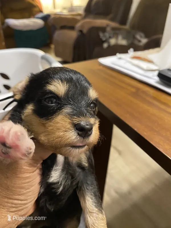 Black collar  – Miniature Schnauzer puppy for sale in Longview, TX