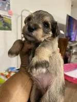 Pink collar , a female Miniature Schnauzer for sale in Longview, TX – 1 of 4