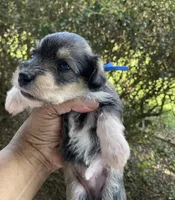 Blue Collar-Boy, a male Miniature Schnauzer for sale in Longview, TX – 6 of 10