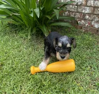 Silver collar Boy, a male Miniature Schnauzer for sale in Longview, TX – 3 of 10