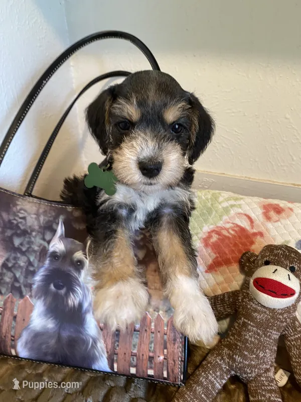 Green Collar-Girl  – Miniature Schnauzer puppy for sale in Longview, TX
