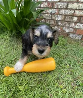 Silver collar Boy, a male Miniature Schnauzer for sale in Longview, TX – 4 of 10