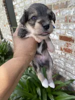 Blue Collar-Boy, a male Miniature Schnauzer for sale in Longview, TX – 8 of 10