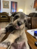 Pink collar , a female Miniature Schnauzer for sale in Longview, TX – 2 of 4