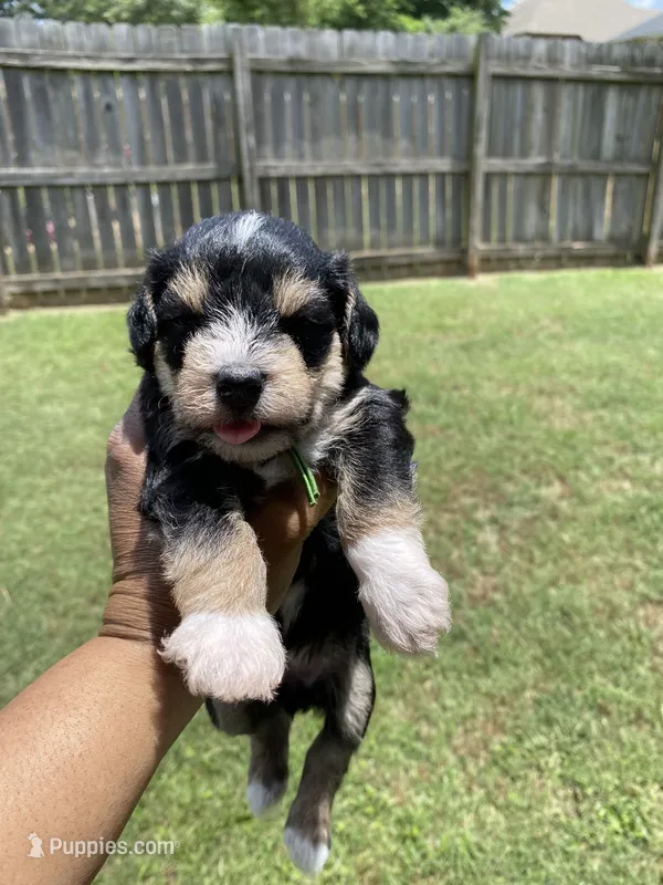 Green Collar-Girl  – Miniature Schnauzer puppy for sale in Longview, TX