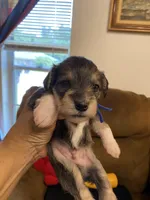 Blue Collar-Boy, a male Miniature Schnauzer for sale in Longview, TX – 7 of 10