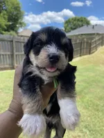 Green Collar-Girl , a female Miniature Schnauzer for sale in Longview, TX – 5 of 9
