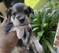 Blue Collar-Boy, a male Miniature Schnauzer for sale in Longview, TX – 2 of 10