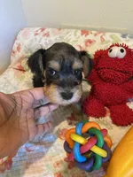 Silver collar Boy, a male Miniature Schnauzer for sale in Longview, TX – 6 of 10