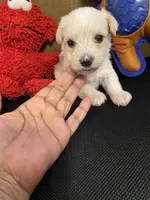 Red collar, a female Miniature Schnauzer for sale in Longview, TX – 2 of 6