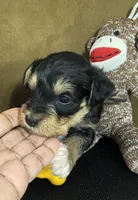 Black collar , a male Miniature Schnauzer for sale in Longview, TX – 2 of 10