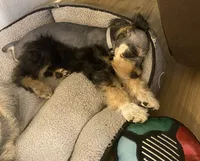 Miko, a male Miniature Schnauzer for sale in Longview, TX – 10 of 10