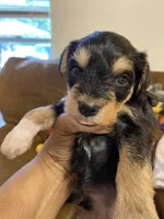 Black collar , a male Miniature Schnauzer for sale in Longview, TX – 5 of 10