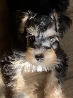 Miko, a male Miniature Schnauzer for sale in Longview, TX – 4 of 10