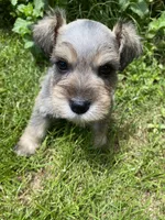 Pink collar-Girl , a female Miniature Schnauzer for sale in Longview, TX – 8 of 10