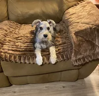 Miko, a male Miniature Schnauzer for sale in Longview, TX – 2 of 9
