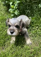 Pink collar-Girl , a female Miniature Schnauzer for sale in Longview, TX – 1 of 10