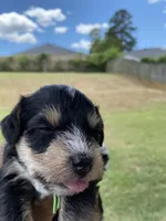 Green Collar-Girl , a female Miniature Schnauzer for sale in Longview, TX – 7 of 9