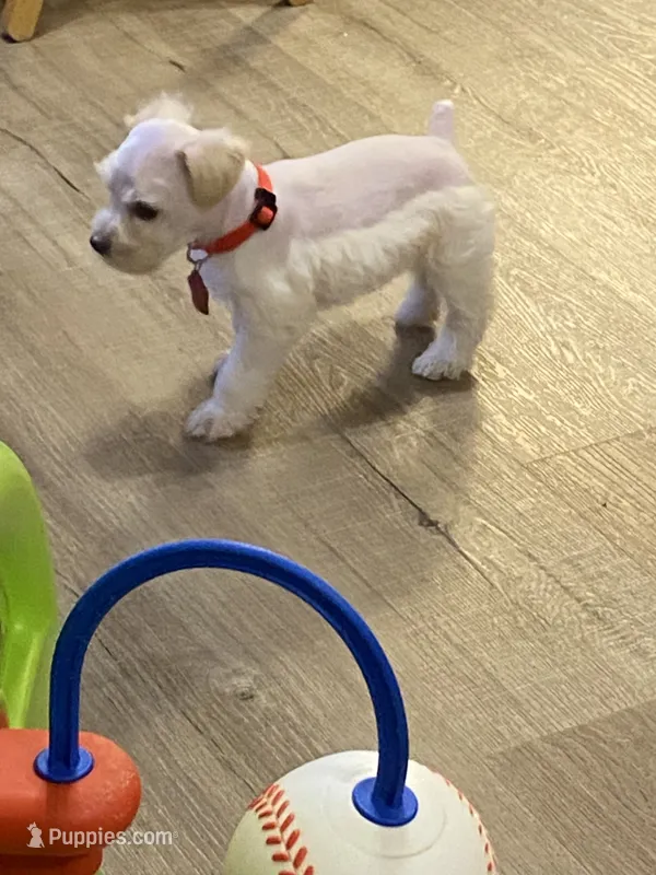 Red collar – Miniature Schnauzer puppy for sale in Longview, TX