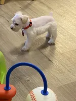 Red collar-girl , a female Miniature Schnauzer for sale in Longview, TX – 5 of 10