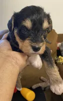 Black collar , a male Miniature Schnauzer for sale in Longview, TX – 7 of 10