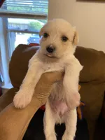 Red collar, a female Miniature Schnauzer for sale in Longview, TX – 5 of 6