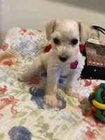 Red collar-girl , a female Miniature Schnauzer for sale in Longview, TX – 2 of 10