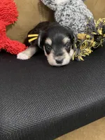 Yellow Collar-Girl, a female Miniature Schnauzer for sale in Longview, TX – 3 of 8