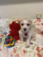 Red collar-girl , a female Miniature Schnauzer for sale in Longview, TX – 10 of 10