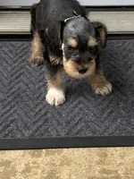 Silver collar Boy, a male Miniature Schnauzer for sale in Longview, TX – 1 of 10