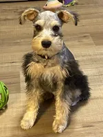 Miko, a male Miniature Schnauzer for sale in Longview, TX – 5 of 9