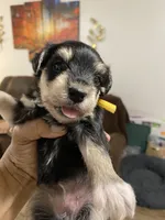 Yellow Collar-Girl, a female Miniature Schnauzer for sale in Longview, TX – 2 of 8