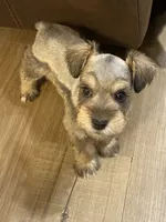 Pink collar-Girl , a female Miniature Schnauzer for sale in Longview, TX – 7 of 10