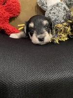 Yellow Collar-Girl, a female Miniature Schnauzer for sale in Longview, TX – 6 of 8