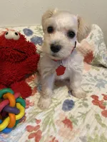Red collar-girl , a female Miniature Schnauzer for sale in Longview, TX – 3 of 10