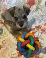 Pink collar-Girl , a female Miniature Schnauzer for sale in Longview, TX – 9 of 10