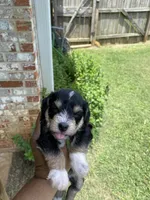 Green Collar-Girl , a female Miniature Schnauzer for sale in Longview, TX – 6 of 9