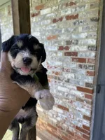 Green Collar-Girl , a female Miniature Schnauzer for sale in Longview, TX – 9 of 9
