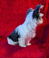 Bandit, a male Yorkshire Terrier for sale in Gaffney, SC – Photo 3 of 10