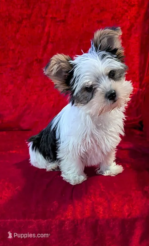 Bandit – Yorkshire Terrier puppy for sale in Gaffney, SC