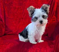 Bandit, a male Yorkshire Terrier for sale in Gaffney, SC – Photo 2 of 10