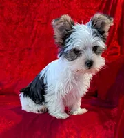 Bandit, a male Yorkshire Terrier for sale in Gaffney, SC – Photo 8 of 10