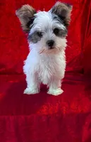 Bandit, a male Yorkshire Terrier for sale in Gaffney, SC – Photo 6 of 10