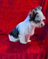 Bandit, a male Yorkshire Terrier for sale in Gaffney, SC – Photo 7 of 10