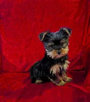 Bea, a female Yorkshire Terrier for sale in Gaffney, SC – Photo 10 of 10