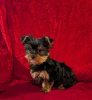 Bea, a female Yorkshire Terrier for sale in Gaffney, SC – Photo 2 of 10